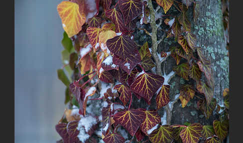 Efeu (Hedera helix)