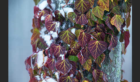 Efeu (Hedera helix)