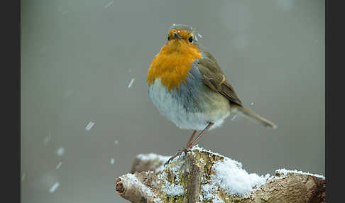 Rotkehlchen (Erithacus rubecula)