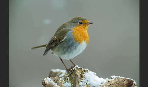 Rotkehlchen (Erithacus rubecula)