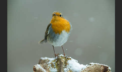 Rotkehlchen (Erithacus rubecula)