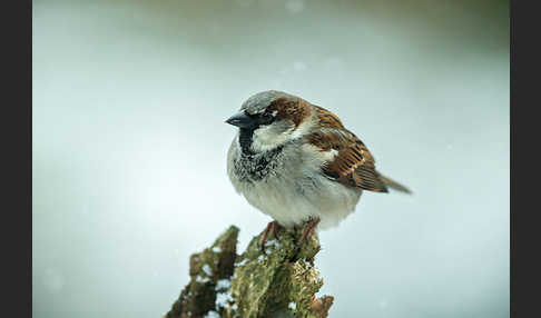 Haussperling (Passer domesticus)