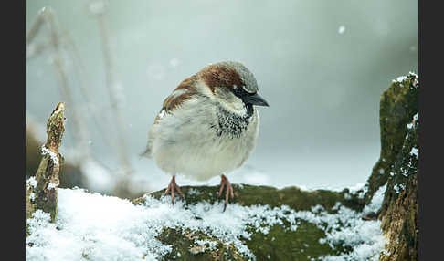 Haussperling (Passer domesticus)