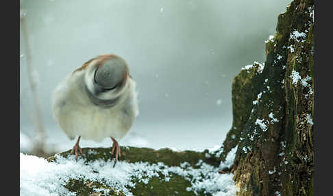 Haussperling (Passer domesticus)