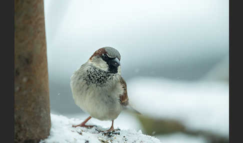 Haussperling (Passer domesticus)