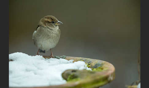 Haussperling (Passer domesticus)