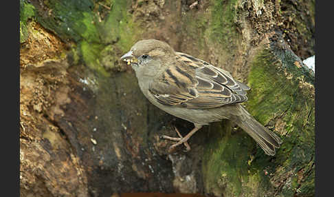 Haussperling (Passer domesticus)