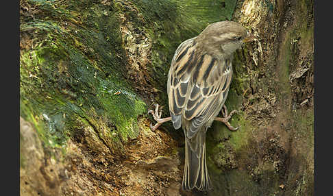 Haussperling (Passer domesticus)