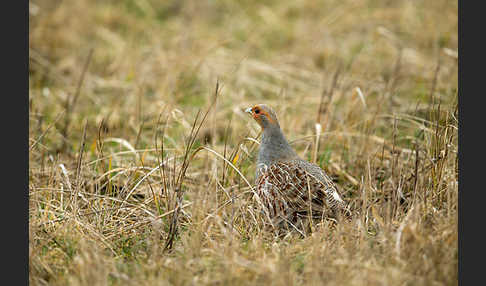 Rebhuhn (Perdix perdix)