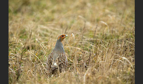 Rebhuhn (Perdix perdix)