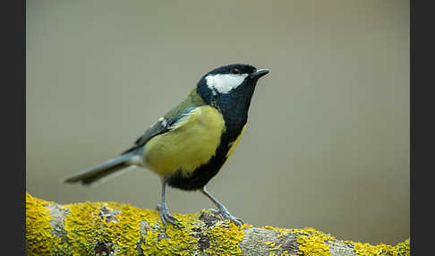 Kohlmeise (Parus major)