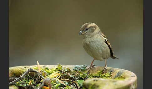 Haussperling (Passer domesticus)