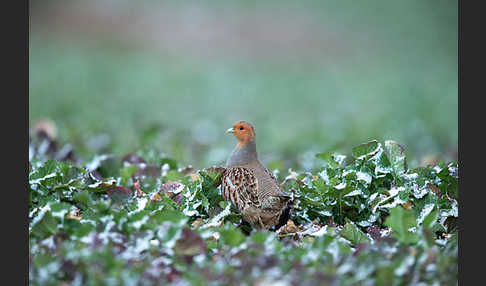 Rebhuhn (Perdix perdix)