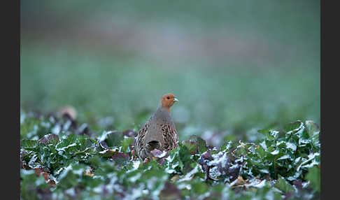 Rebhuhn (Perdix perdix)