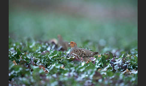 Rebhuhn (Perdix perdix)