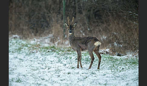 Rehwild (Capreolus capreolus)