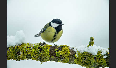 Kohlmeise (Parus major)