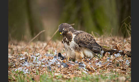 Mäusebussard (Buteo buteo)