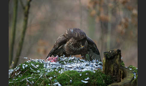 Mäusebussard (Buteo buteo)