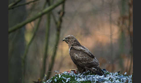 Mäusebussard (Buteo buteo)