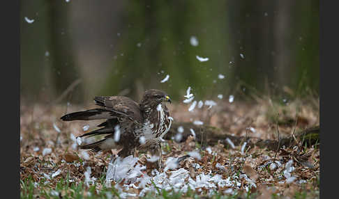 Mäusebussard (Buteo buteo)