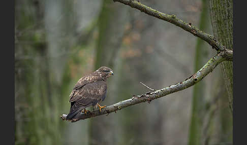 Mäusebussard (Buteo buteo)