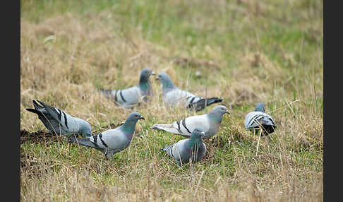 Haustaube (Columba livia domestica)