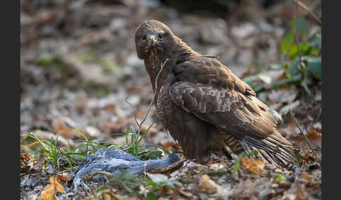 Mäusebussard (Buteo buteo)