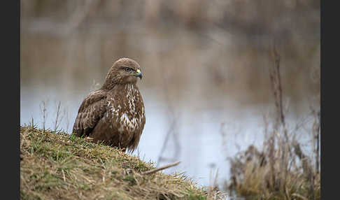 Mäusebussard (Buteo buteo)