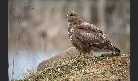 Mäusebussard (Buteo buteo)