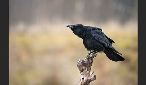 Rabenkrähe (Corvus corone corone)