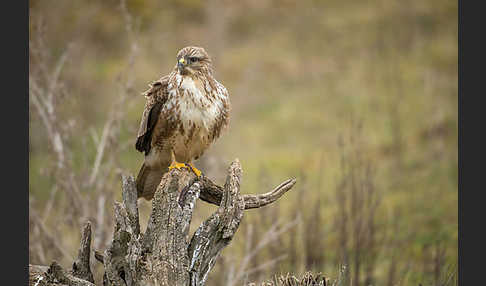 Mäusebussard (Buteo buteo)