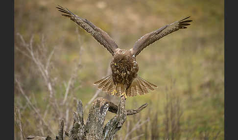 Mäusebussard (Buteo buteo)