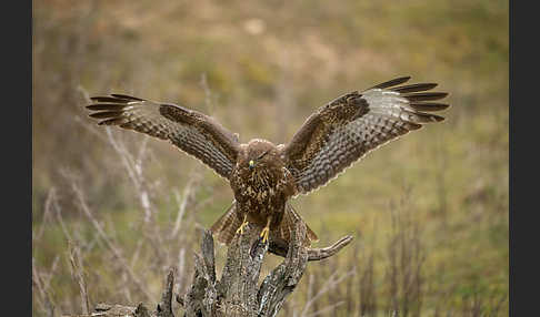 Mäusebussard (Buteo buteo)