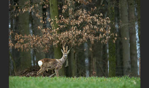 Rehwild (Capreolus capreolus)