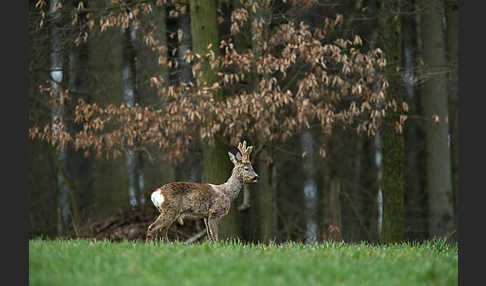 Rehwild (Capreolus capreolus)