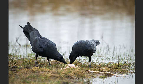 Kolkrabe (Corvus corax)