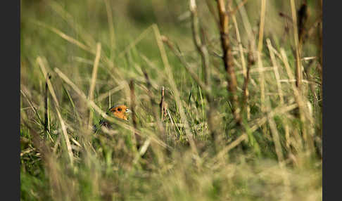 Rebhuhn (Perdix perdix)