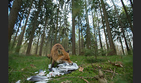 Rotfuchs (Vulpes vulpes)