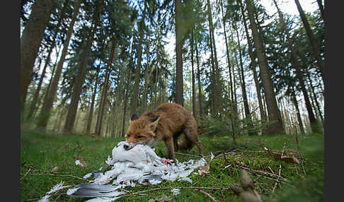 Rotfuchs (Vulpes vulpes)