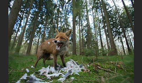 Rotfuchs (Vulpes vulpes)