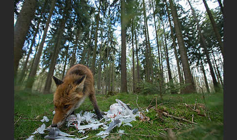 Rotfuchs (Vulpes vulpes)