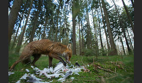 Rotfuchs (Vulpes vulpes)