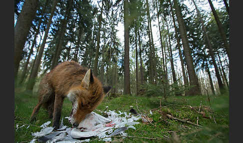 Rotfuchs (Vulpes vulpes)