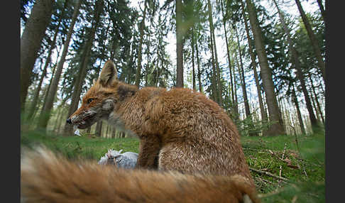 Rotfuchs (Vulpes vulpes)