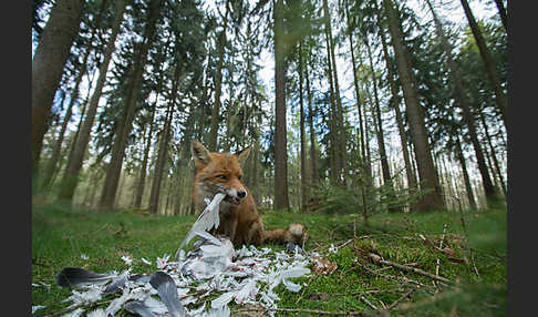 Rotfuchs (Vulpes vulpes)