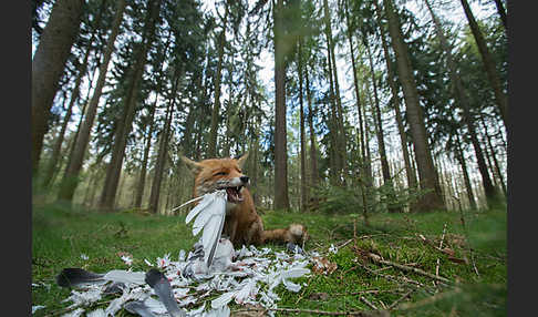 Rotfuchs (Vulpes vulpes)