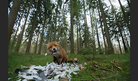 Rotfuchs (Vulpes vulpes)