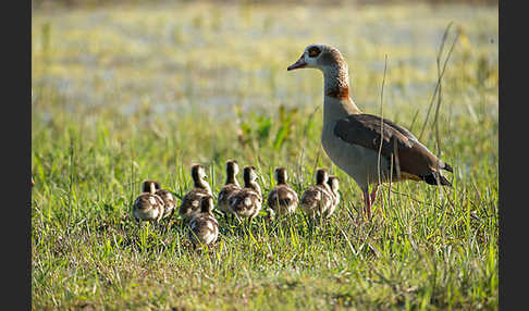 Nilgans (Alopochen aegyptiacus)