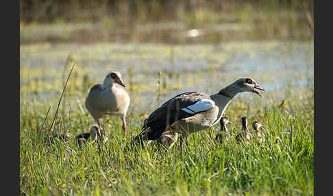 Nilgans (Alopochen aegyptiacus)